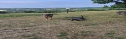 Cane Corso cani in vendita: Cane corso - Annuncio 3