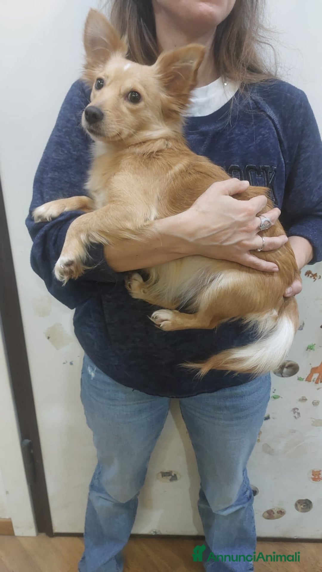 Meticcio cani in regalo: MIA mix chihuahua taglia mini cerca casa - Annuncio 2