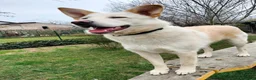 Meticcio cani in regalo: ROMEO  a Provincia di Parma - Annuncio 3