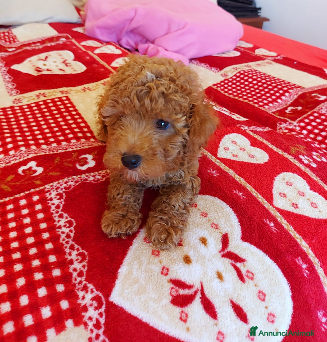 Barboncino cani in vendita: Barboncino Red  - Annuncio 2