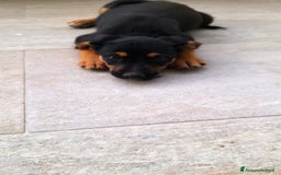 Altre razze cani in regalo: Cuccioli cercano casa  - Immagine 6