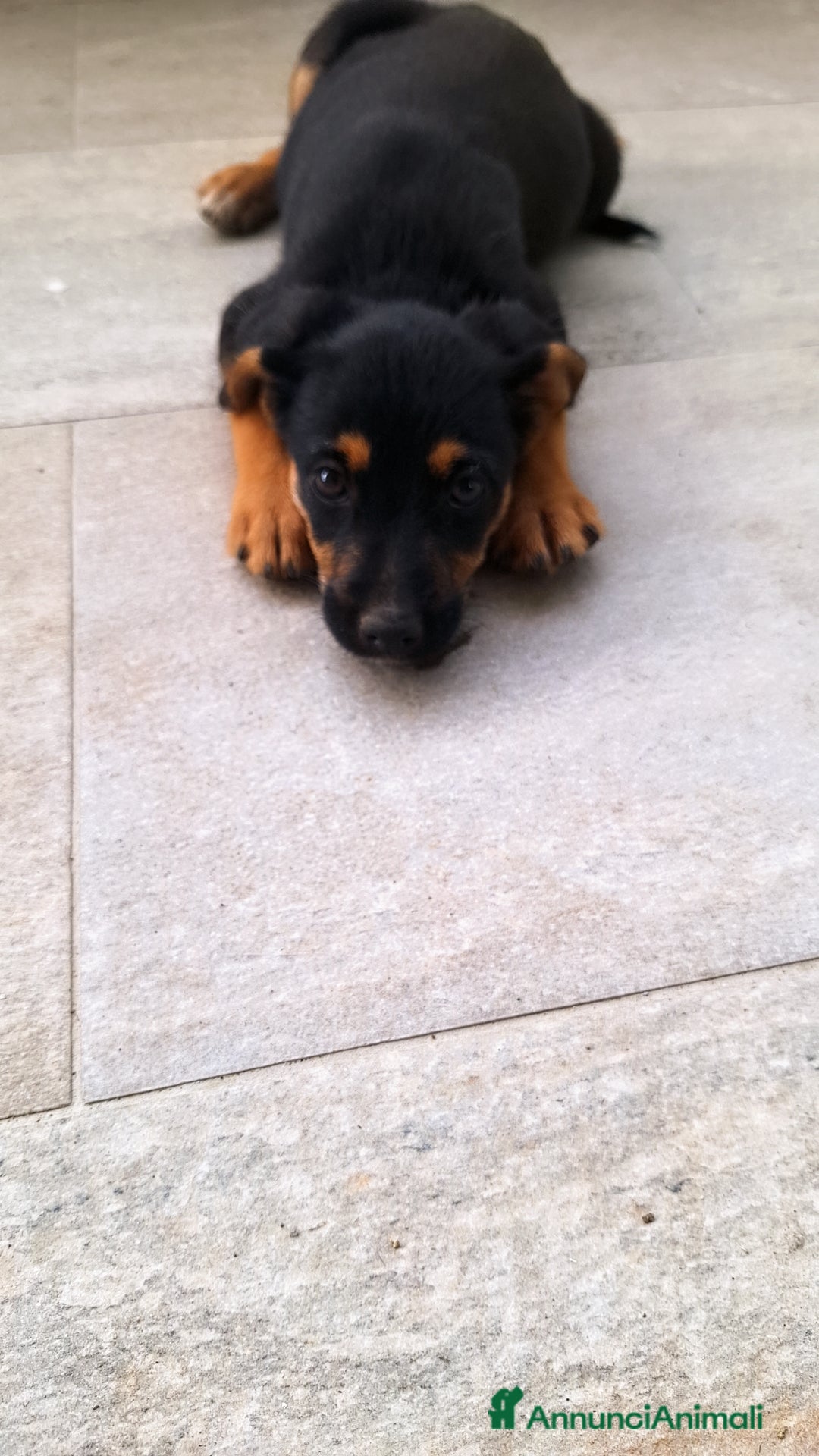 Altre razze cani in regalo: Cuccioli cercano casa  - Immagine 6