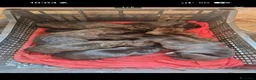 Cane Corso cani in vendita: Cuccioli di cane corso a Città Metropolitana di Torino - Annuncio 9