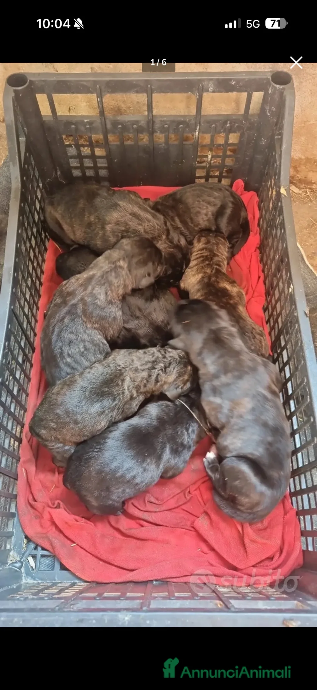 Cane Corso cani in vendita: Cuccioli di cane corso a Città Metropolitana di Torino - Annuncio 9