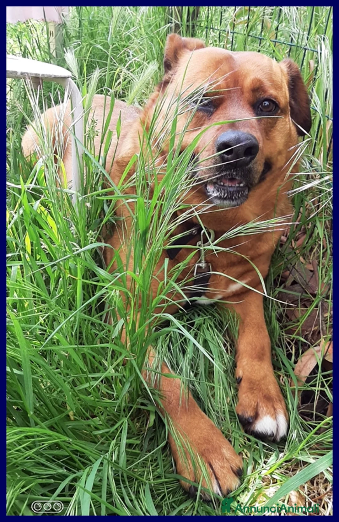 Meticcio cani in regalo: JOSEF 5 ANNI, PATATONE ADOTTATO DA CUCCIOLO E RIMA a Genova - Annuncio 5