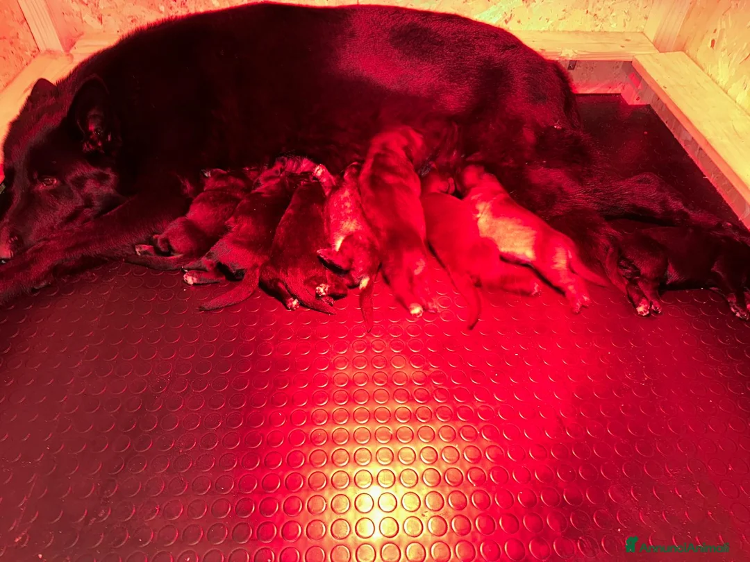 Pastore Tedesco cani in vendita: PASTORI TEDESCHI DA LAVORO - Annuncio 2
