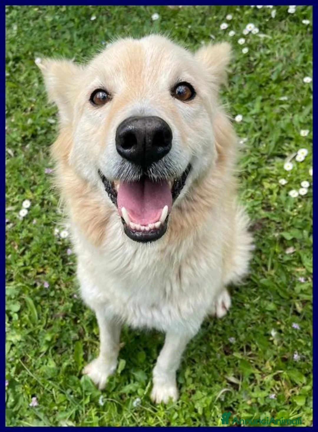 Meticcio cani in regalo: COTONE 6anni adora le persone dinamiche - Annuncio 5