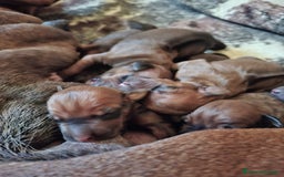 Rhodesian Ridgeback cani in vendita: Rhodesian Ridgeback cuccioli  - Immagine 2