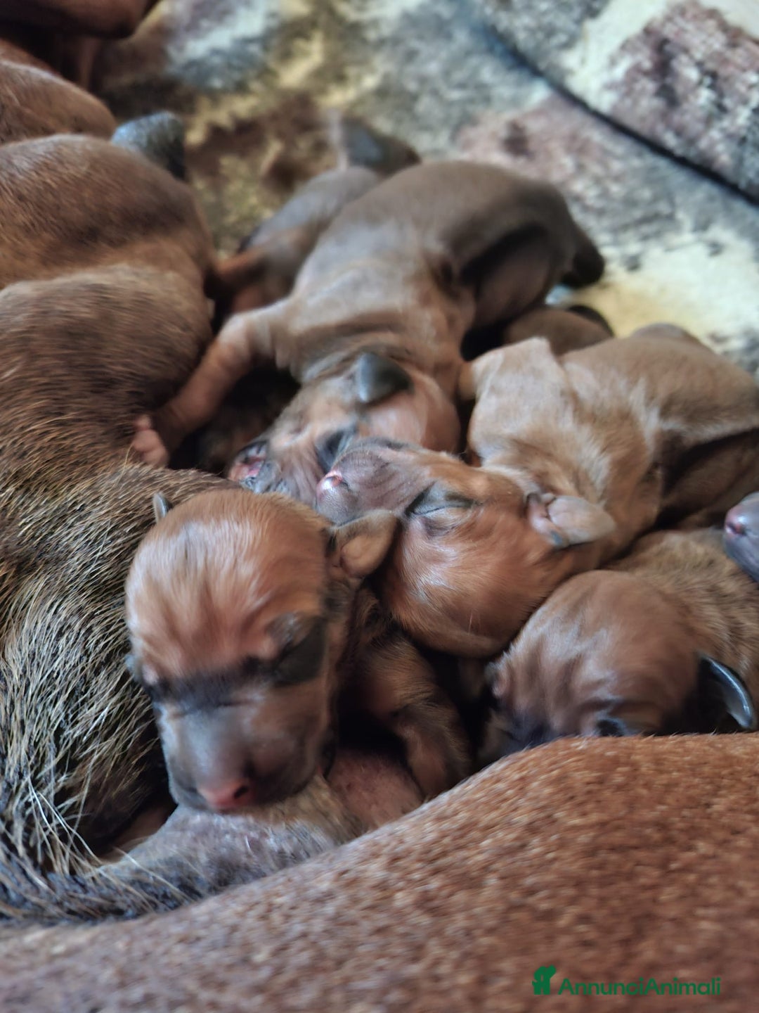 Rhodesian Ridgeback cani in vendita: Rhodesian Ridgeback cuccioli  - Annuncio 2