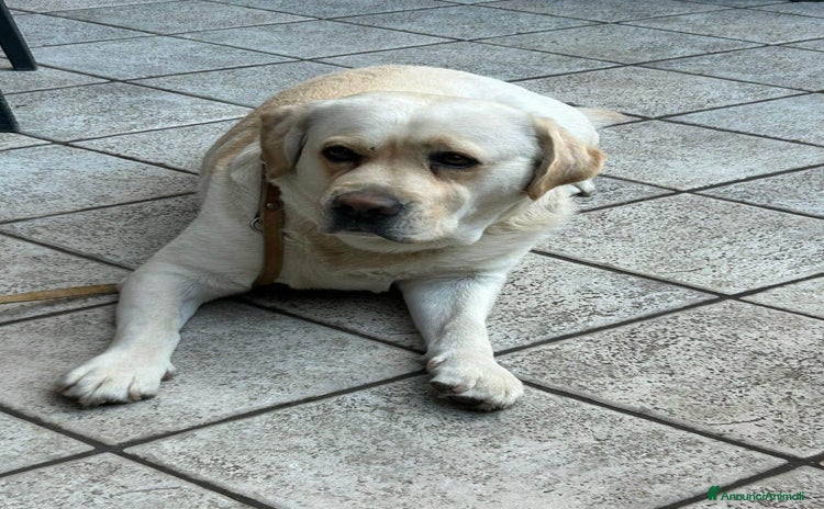 Labrador cani - Annuncio 1