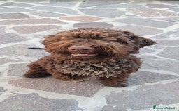 Lagotto cani in vendita: Cuccioli di Lagotto Romagnolo con Pedigree ROI  a Provincia di Chieti - Immagine 1