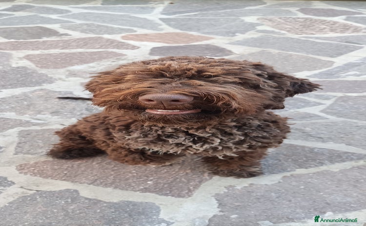 Lagotto cani a Provincia di Chieti - Annuncio 2