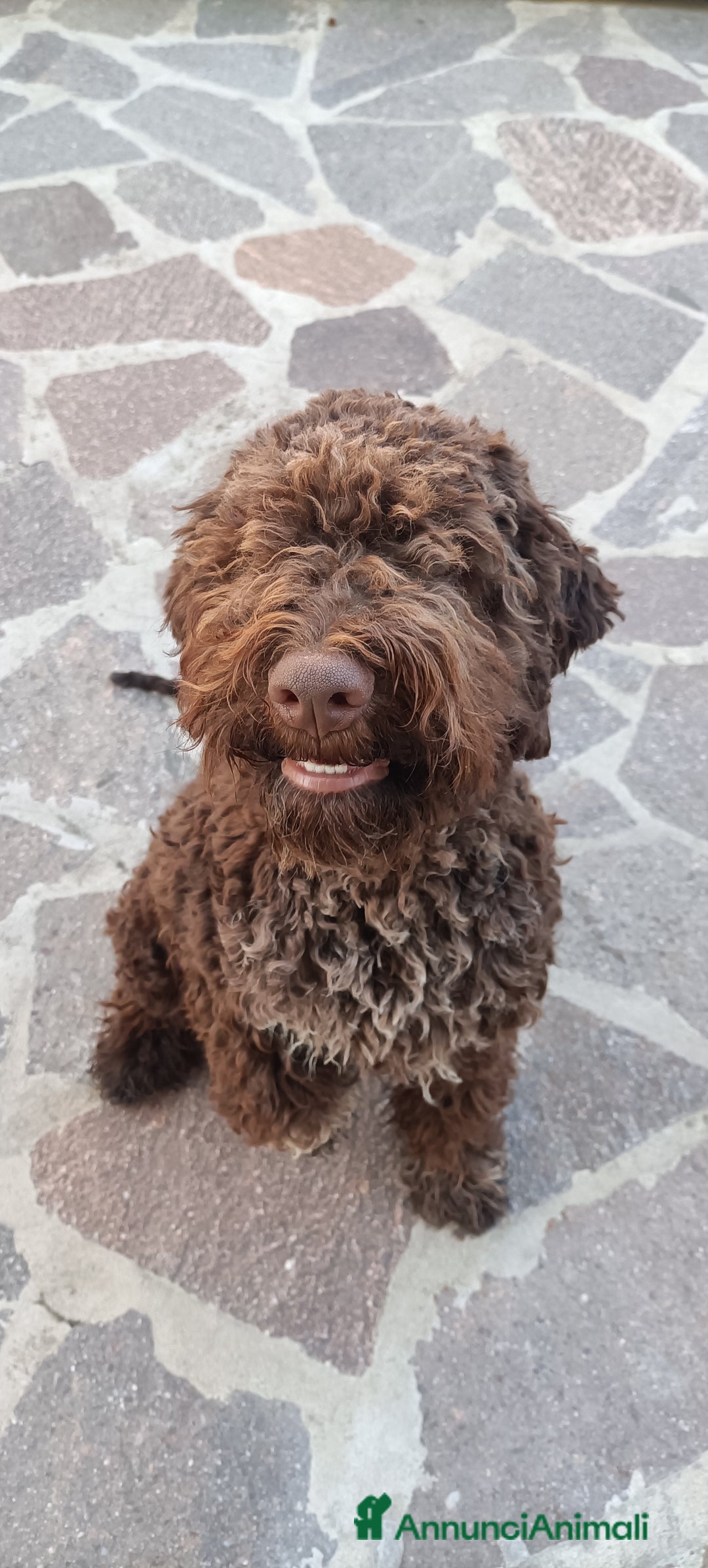 Lagotto cani in vendita: Cuccioli di Lagotto Romagnolo con Pedigree ROI  a Provincia di Chieti - Immagine 1