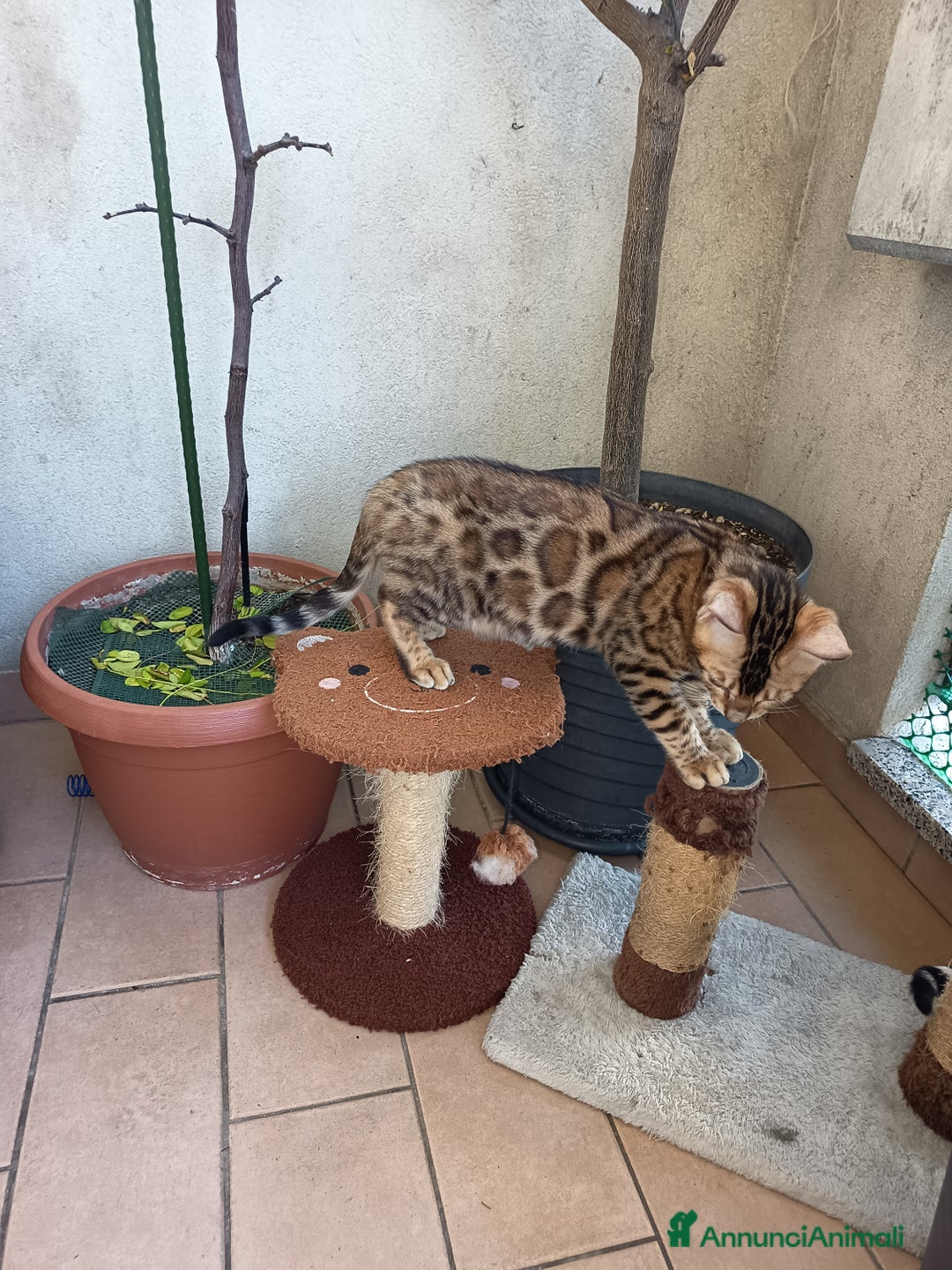 Bengala gatti in vendita: Dolcissimo maschietto di una stupenda colorazione  - Annuncio 2