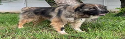 Meticcio cani in regalo: PRUGNA STUPENDA - Annuncio 10