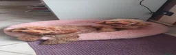 Barboncino cani in vendita: Barboncina toy red a Provincia di Cremona - Annuncio 2