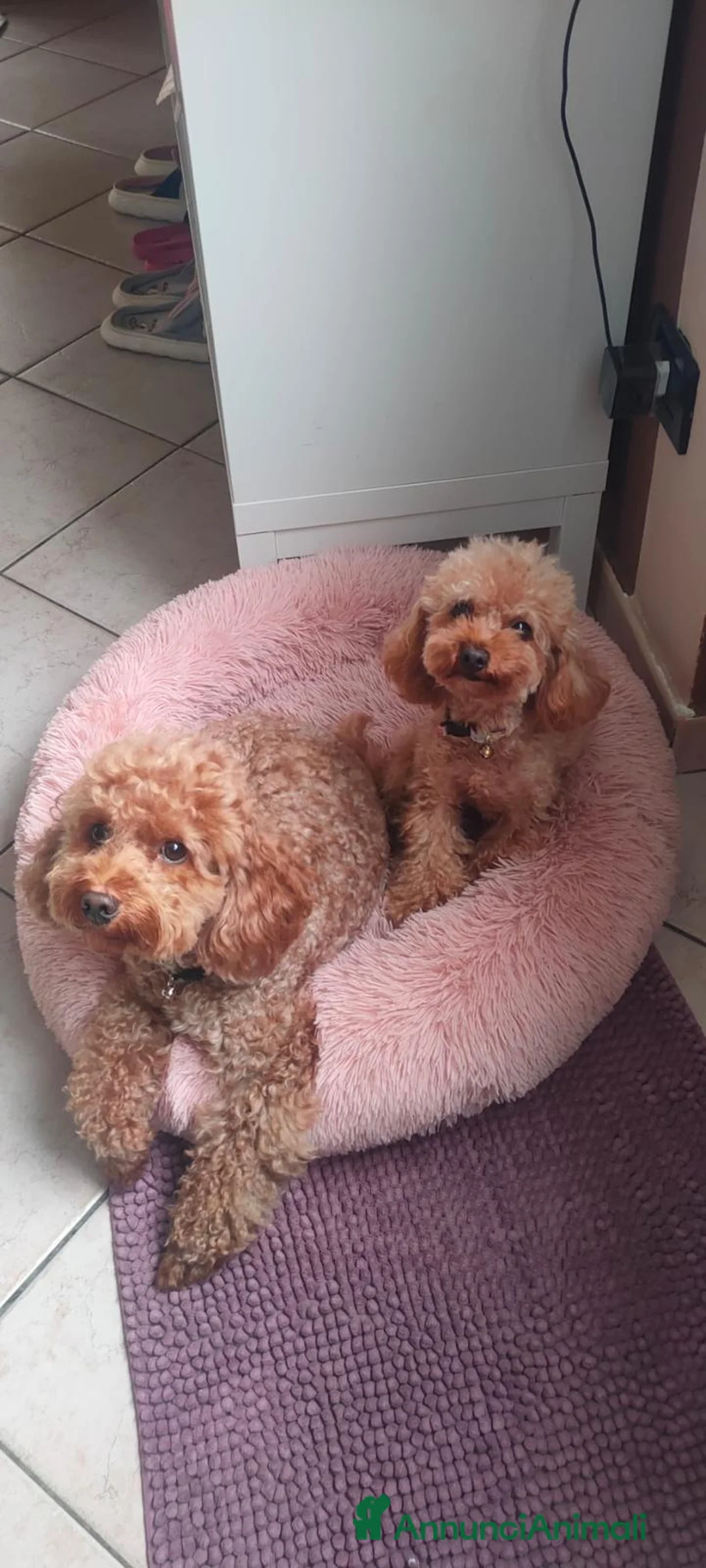 Barboncino cani in vendita: Barboncina toy red a Provincia di Cremona - Annuncio 2