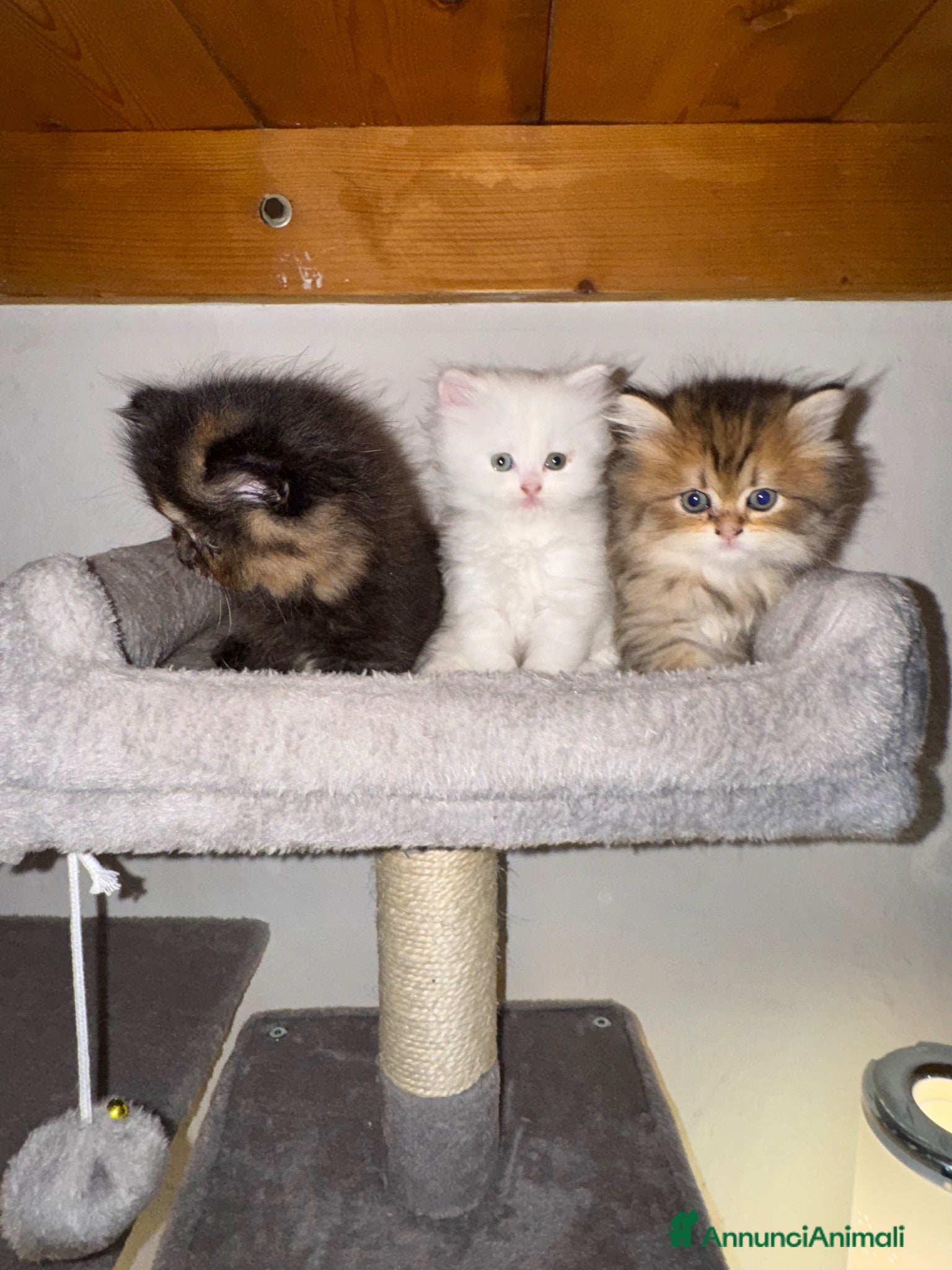 Persiano gatti Splendidi Cuccioli di Gatto Persiano Puri - Annuncio 8