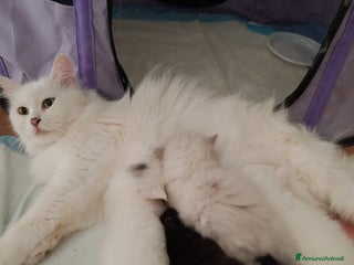 Siberiano gatti Gattini Siberiani ipoallergenici - Annuncio 1