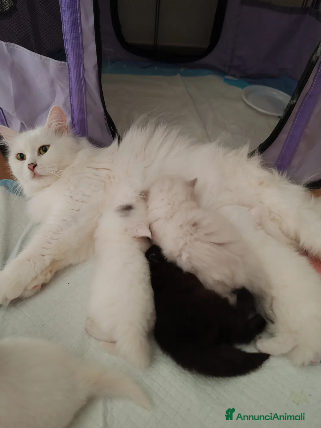 Siberiano gatti in vendita: Gattini Siberiani ipoallergenici  - Annuncio 1