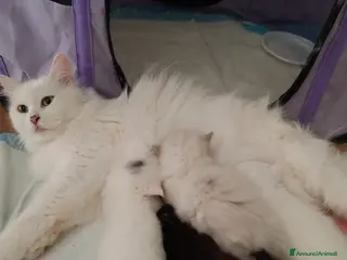 Siberiano gatti Gattini Siberiani ipoallergenici - Annuncio 23