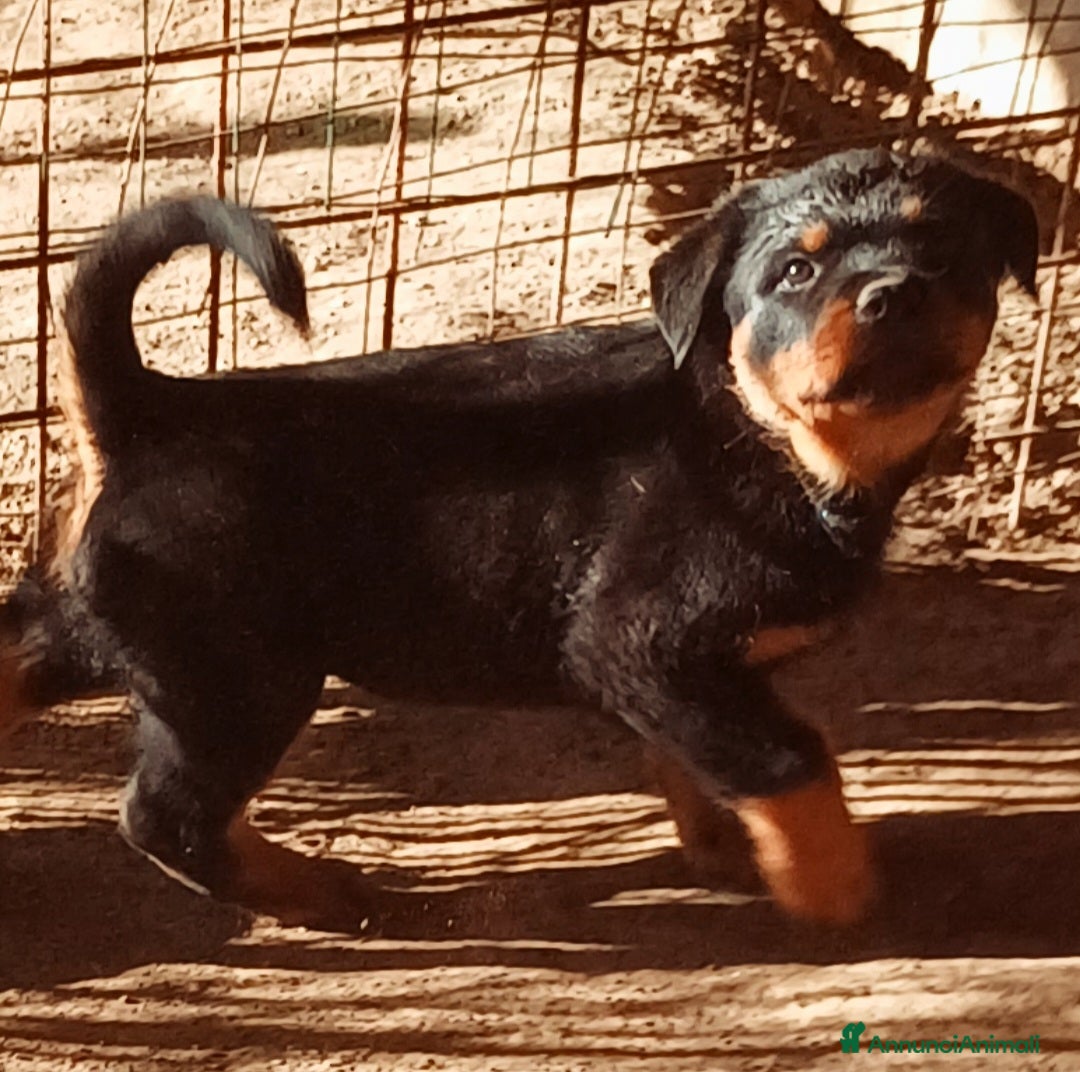 Rottweiler cani in vendita: Disponibili cuccioli Rottweiler  - Annuncio 8