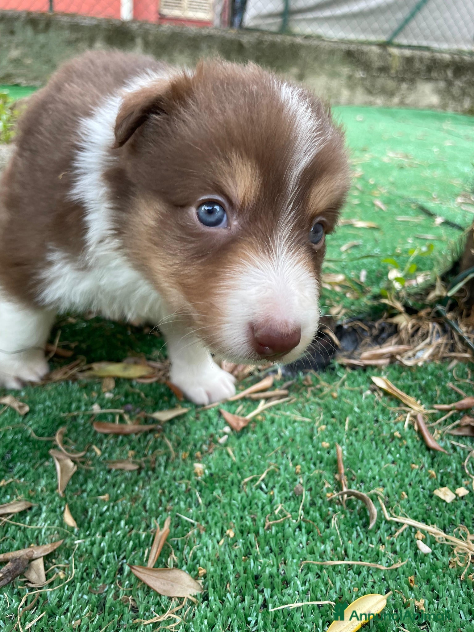 Border Collie cani in vendita: Cuccioli di border collie  a Provincia di Perugia - Annuncio 4