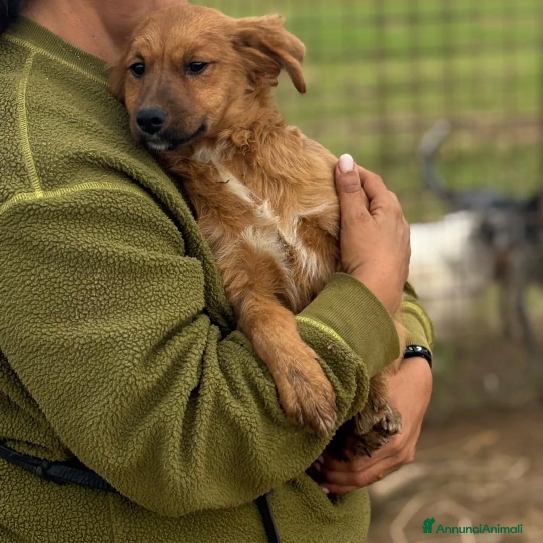 Altre razze cani in regalo: NANCY cucciola 5 mesi taglia piccola in adozione - Annuncio 5