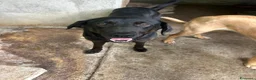 Meticcio cani in regalo: Roby meraviglioso giovanotto simil Labrador - Annuncio 2