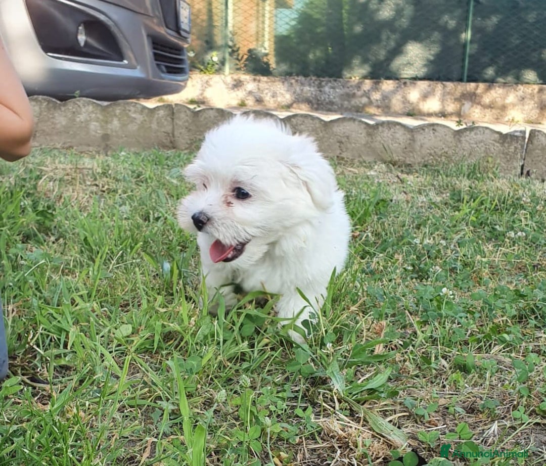 Bichon cani in vendita: 5 bellissimi cuccioli di Bichon Maltese - Immagine 11