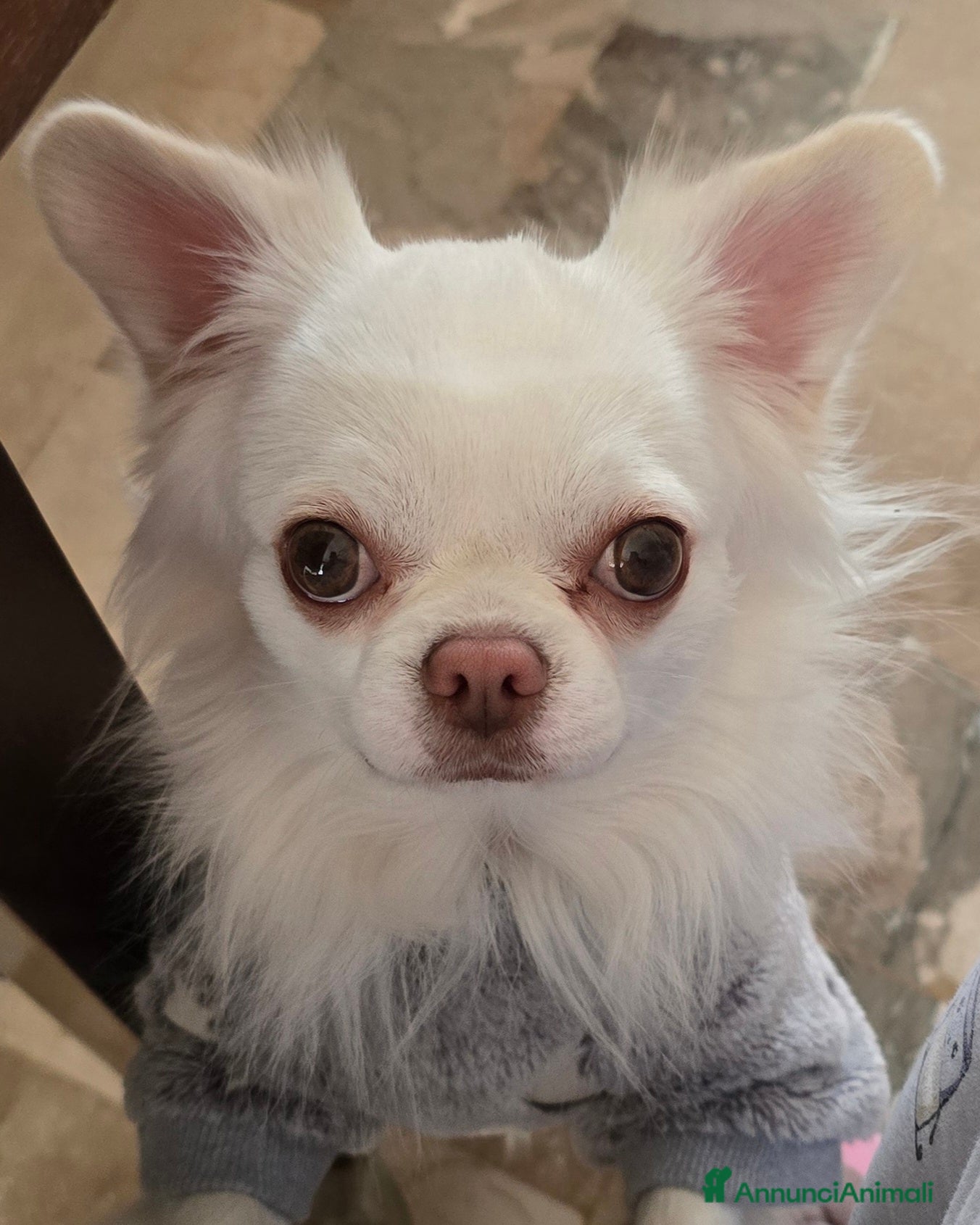 Chihuahua cani Acopiamento Chihuahua Schio (vicenza) - Annuncio 1