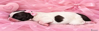Shih Tzu 5