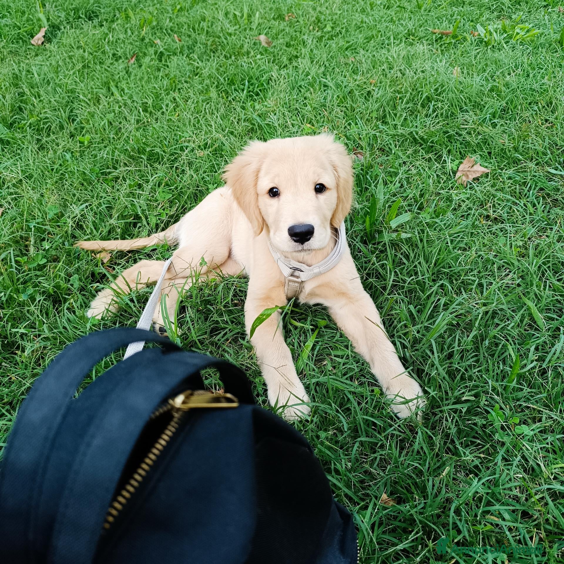 Golden Retriever cani Disponibile cucciola di Golden retriever  - Annuncio 1