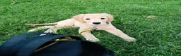 Golden Retriever cani in vendita: Disponibile cucciola di Golden retriever  - Annuncio 1
