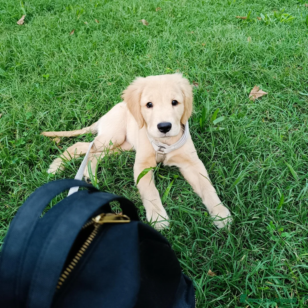 Golden Retriever cani in vendita: Disponibile cucciola di Golden retriever  - Annuncio 1