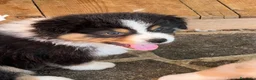 Australian Shepherd cani in vendita: Cucciolo black Tricolor di Australian Sheppard a Provincia di Rimini - Annuncio 10