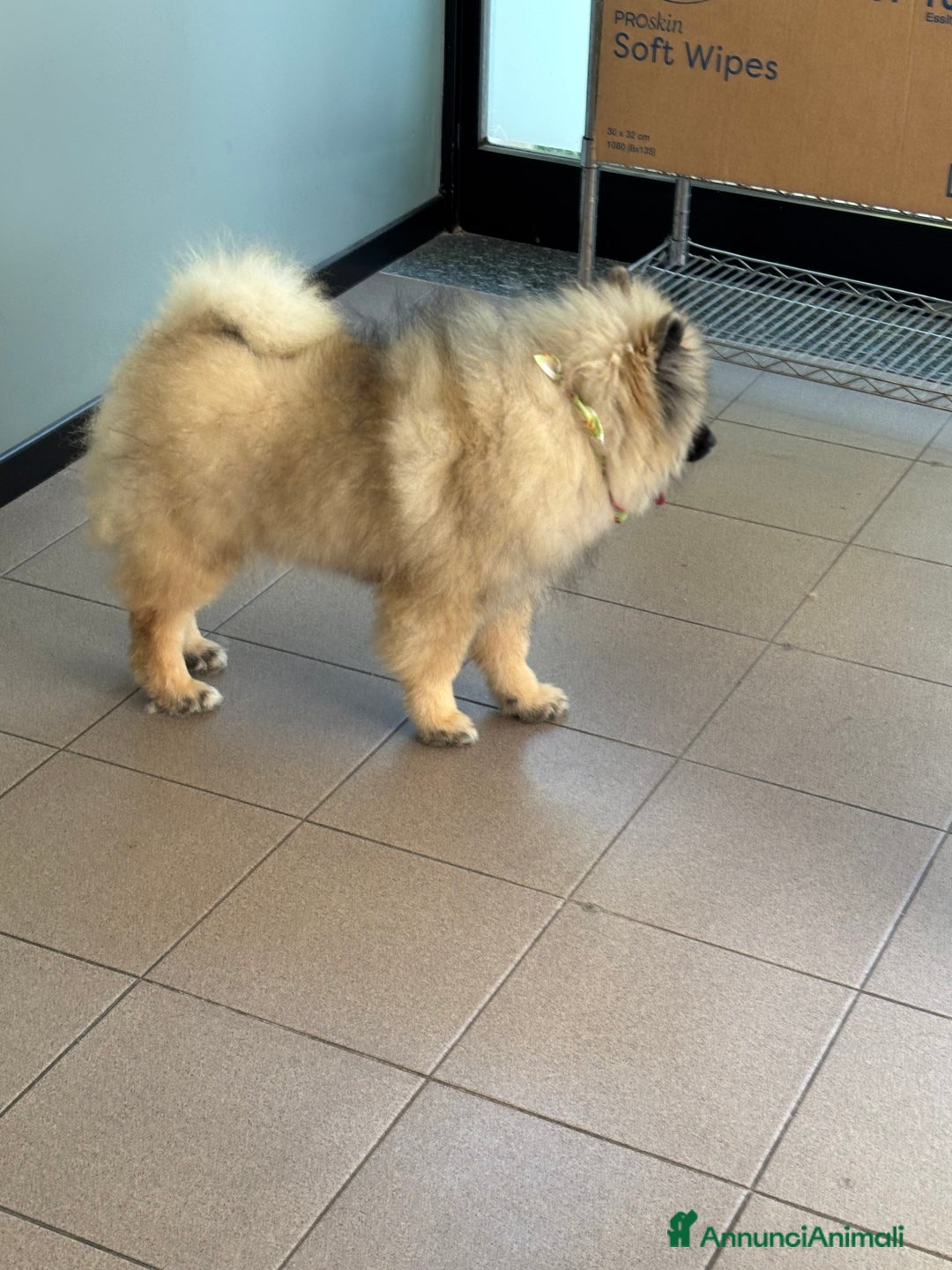Wolfspitz cani in vendita: Cuccioli Wolfspitz/Keeshond a Provincia di Como - Immagine 6
