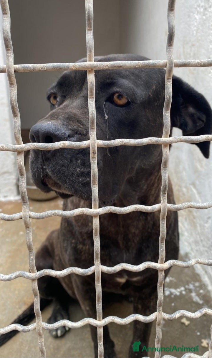 Cane Corso cani Corso giovane depressa in 1pessimo canile del sud a Città metropolitana di Milano - Annuncio 2