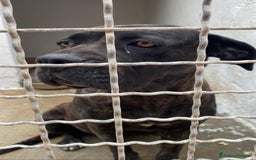 Cane Corso cani in regalo: Corso giovane depressa in 1pessimo canile del sud a Città metropolitana di Milano - Immagine 2
