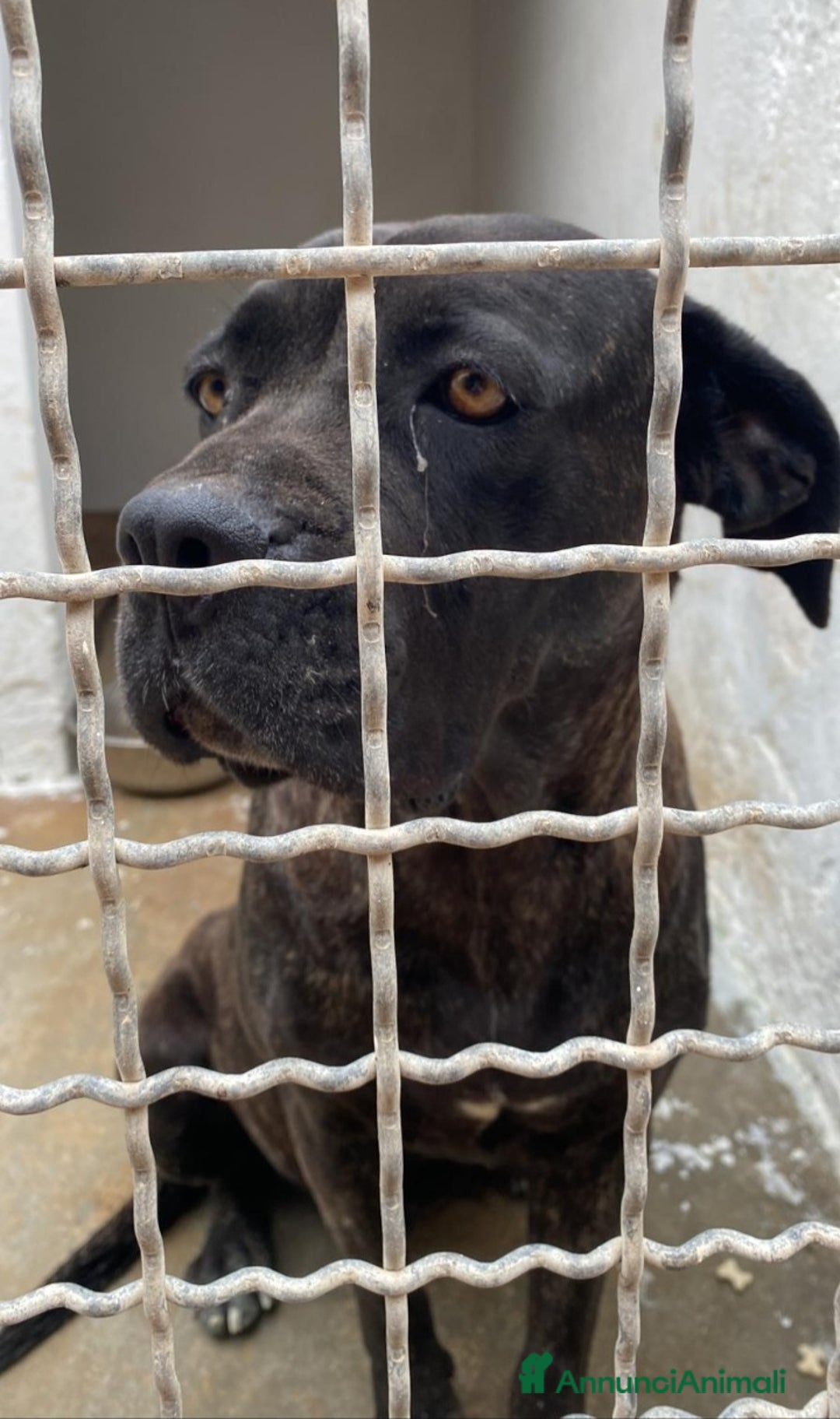 Cane Corso cani in regalo: Corso giovane depressa in 1pessimo canile del sud a Città metropolitana di Milano - Immagine 2