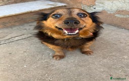 Meticcio cani in regalo: Snoopy, 10 anni a Provincia di Bergamo - Immagine 6