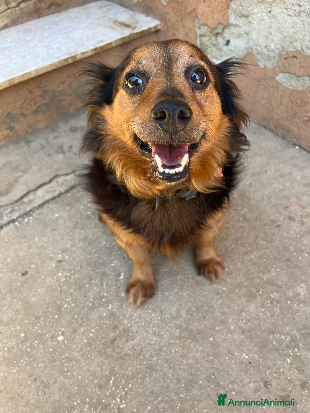 Meticcio cani in regalo: Snoopy, 10 anni a Provincia di Bergamo - Immagine 6