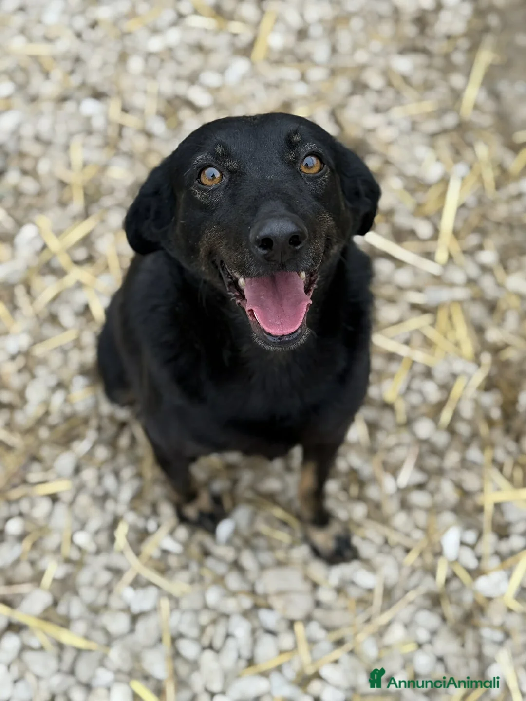 Meticcio cani in regalo: STELLA, nanetta dolce da morire! - Annuncio 6