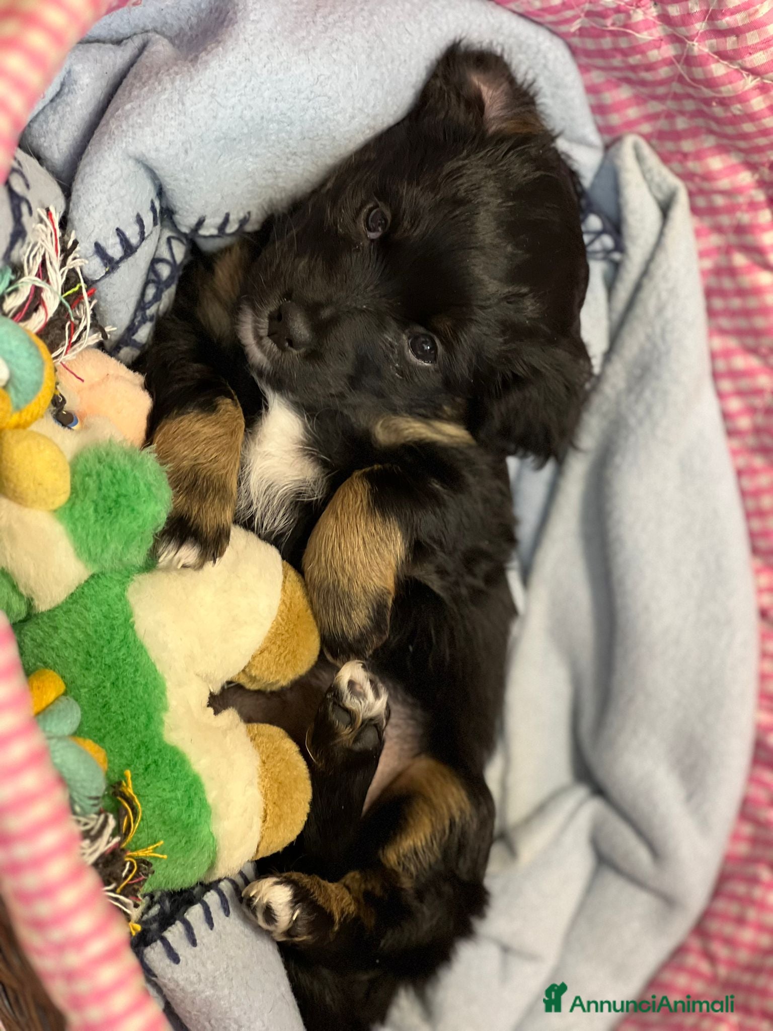 Meticcio cani TENERE SORELLINE - Annuncio 2