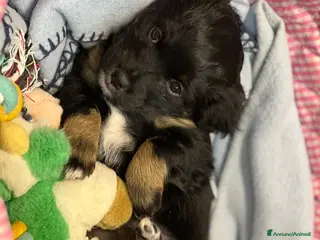 Meticcio cani TENERE SORELLINE - Annuncio 2