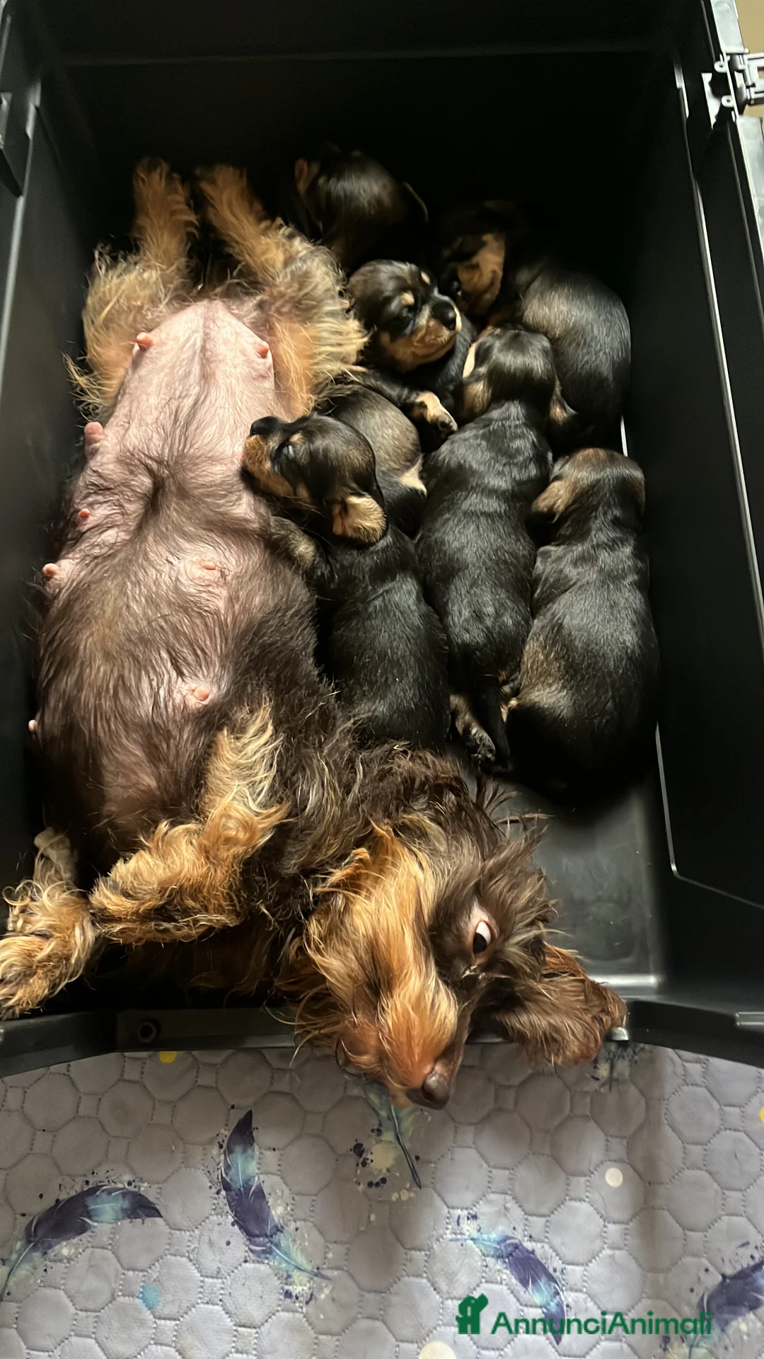 Bassotto cani in vendita: Bassotti a pelo duro taglia nana a Provincia di Monza e della Brianza - Annuncio 7