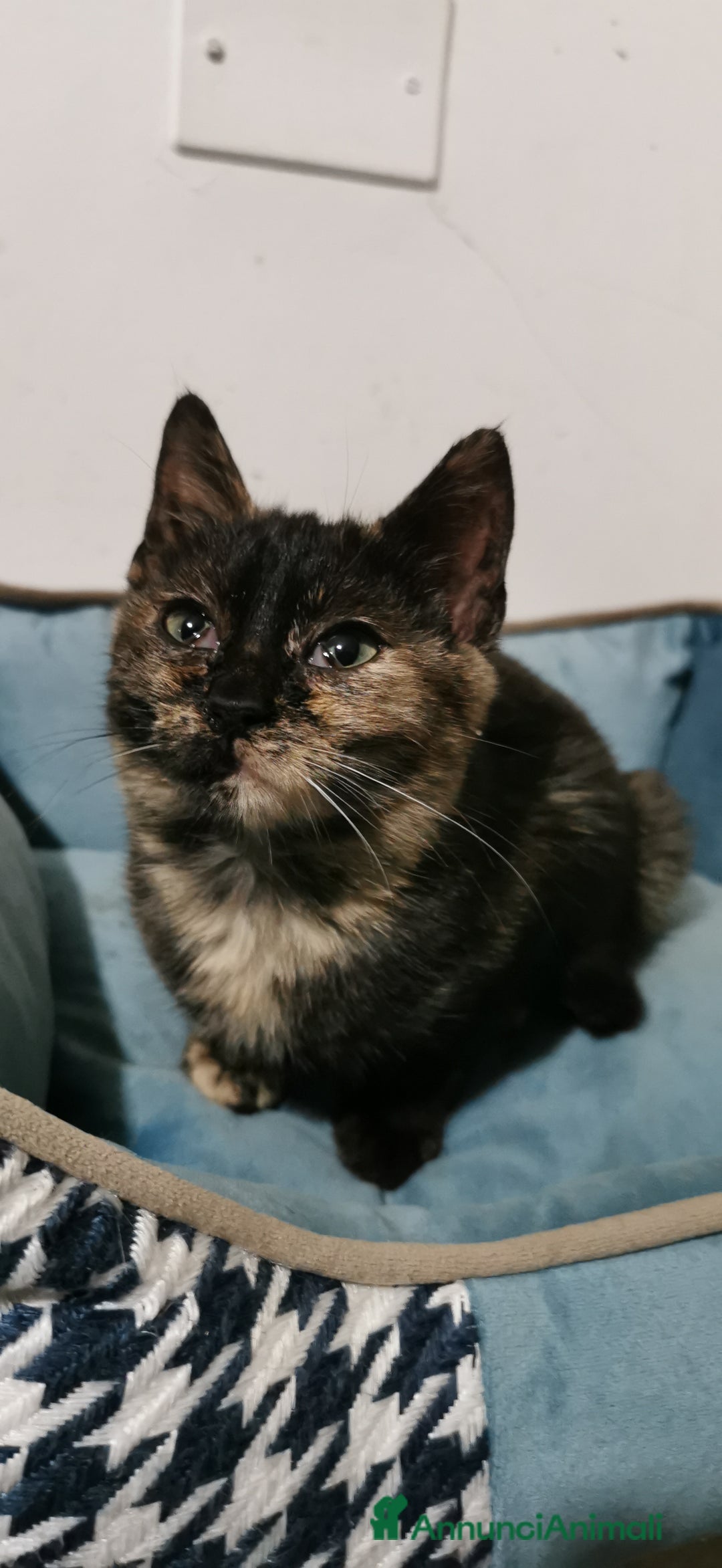 Meticcio gatti in regalo: Gattina Calico Tricolore - Annuncio 7