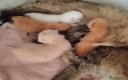Scottish gatti in vendita: Gattini Scottish Straight  a Provincia di Modena - Immagine 36