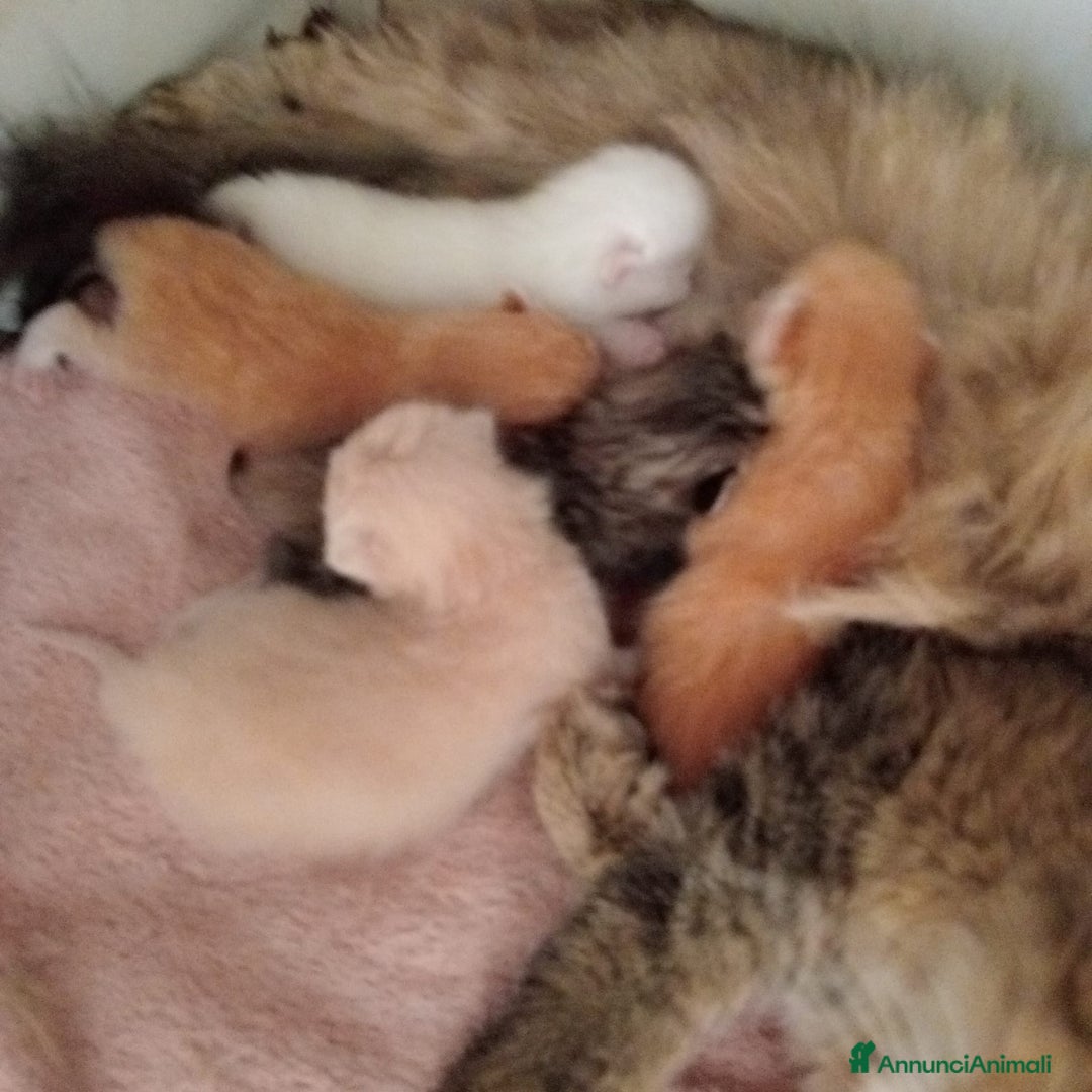 Scottish gatti in vendita: Gattini Scottish Straight  a Provincia di Modena - Immagine 36