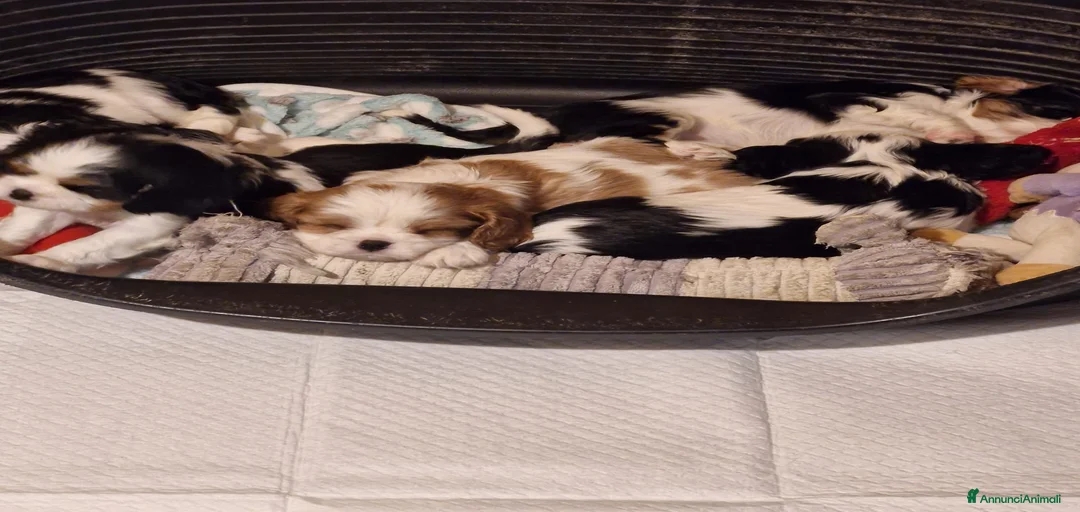 Immagine della galleria {{count}}